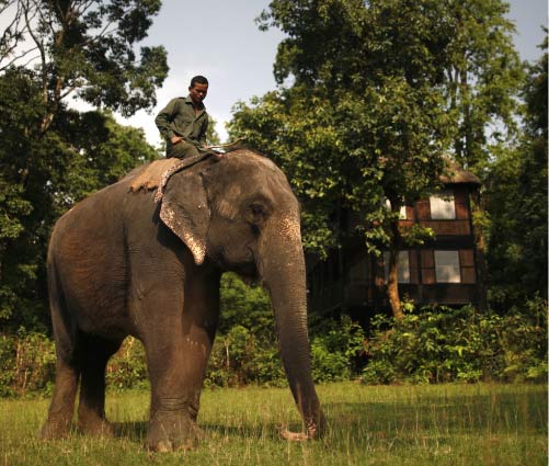Tiger tops elefant